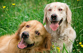 盛煌平台注册狗脸关键点标注技术引发行业关注